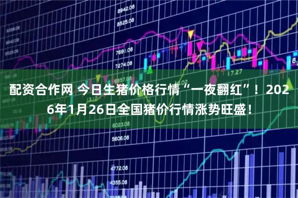 配资合作网 今日生猪价格行情“一夜翻红”！2026年1月26日全国猪价行情涨势旺盛！